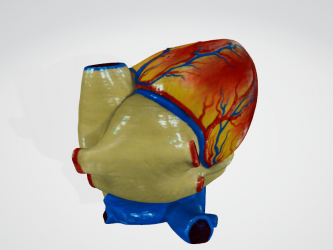 heart-color-3d-scan